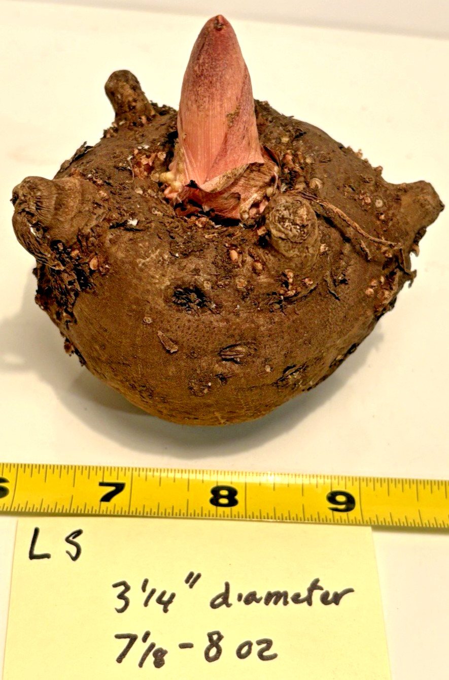 AMORPHOPHALLUS KONJAC ‘Leo’s Song’ 1 Dormant Bulb (Voodoo Lily) Arisaema
