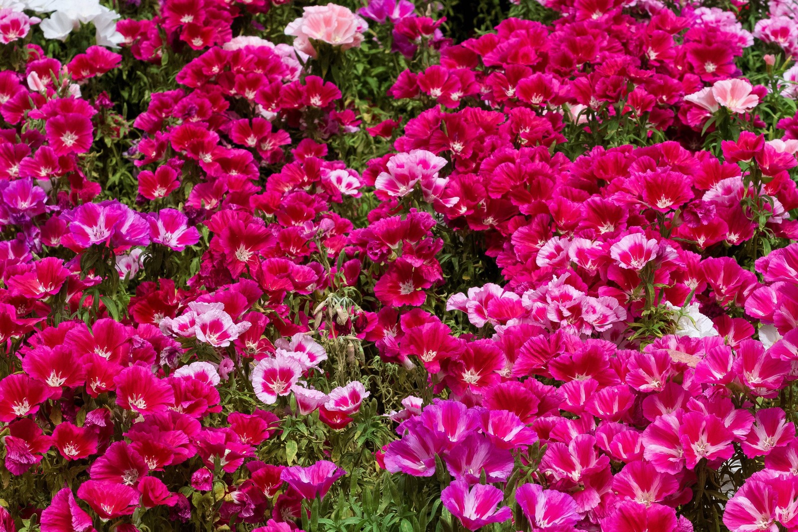 500 Pink FAREWELL TO SPRING Clarkia Elegans 2 Tone Striped Flower Seeds *Flat SH