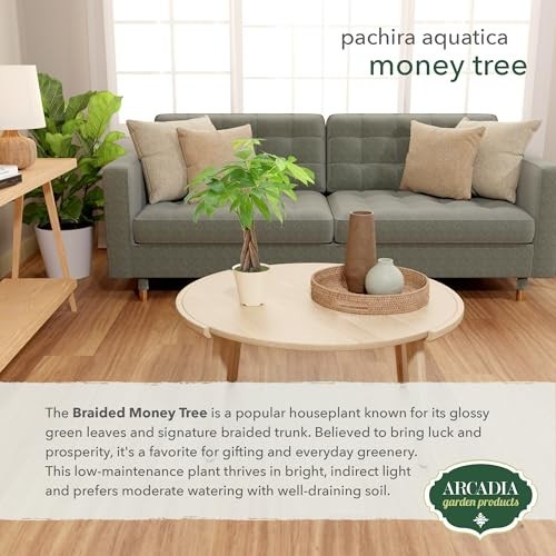 Live Braided Money Tree Indoor Houseplant – Pachira Aquatica, 4in Beige Pot, Tro