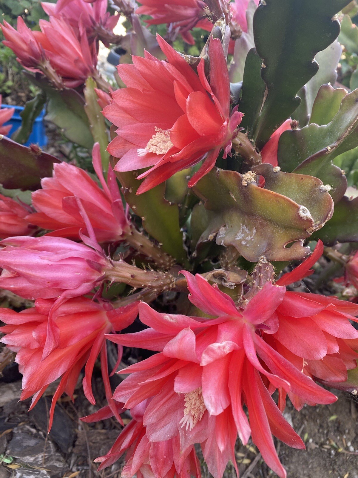 RED Orchid Cactus Epiphyllum, ‘Disocactus Ackermannii’ 3 Cuttings 4’-8’ long
