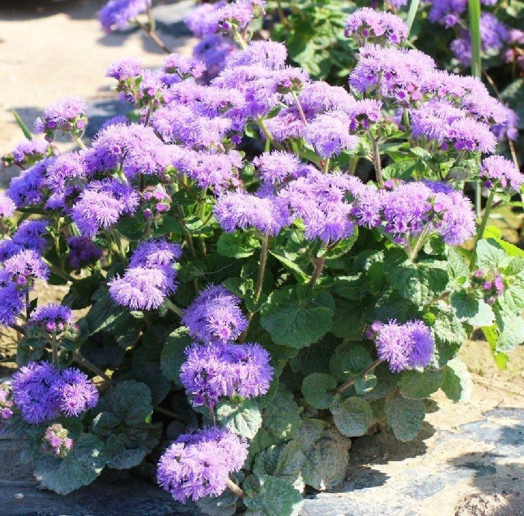 3200 Ageratum Seeds Flossflower Dwarf Blue Mink Houstonianum Blue Mistflower See