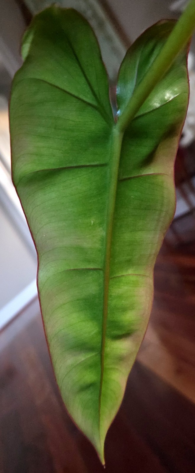 RARE Philodendron Billietae X Sagittafolium Pink Flushed 21″ Wide Not Monstera