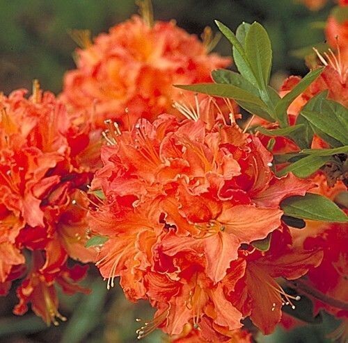 MANDARIN~Azalea Rhododendron Hybrid~STARTER Plant~MAY BE DORMANT