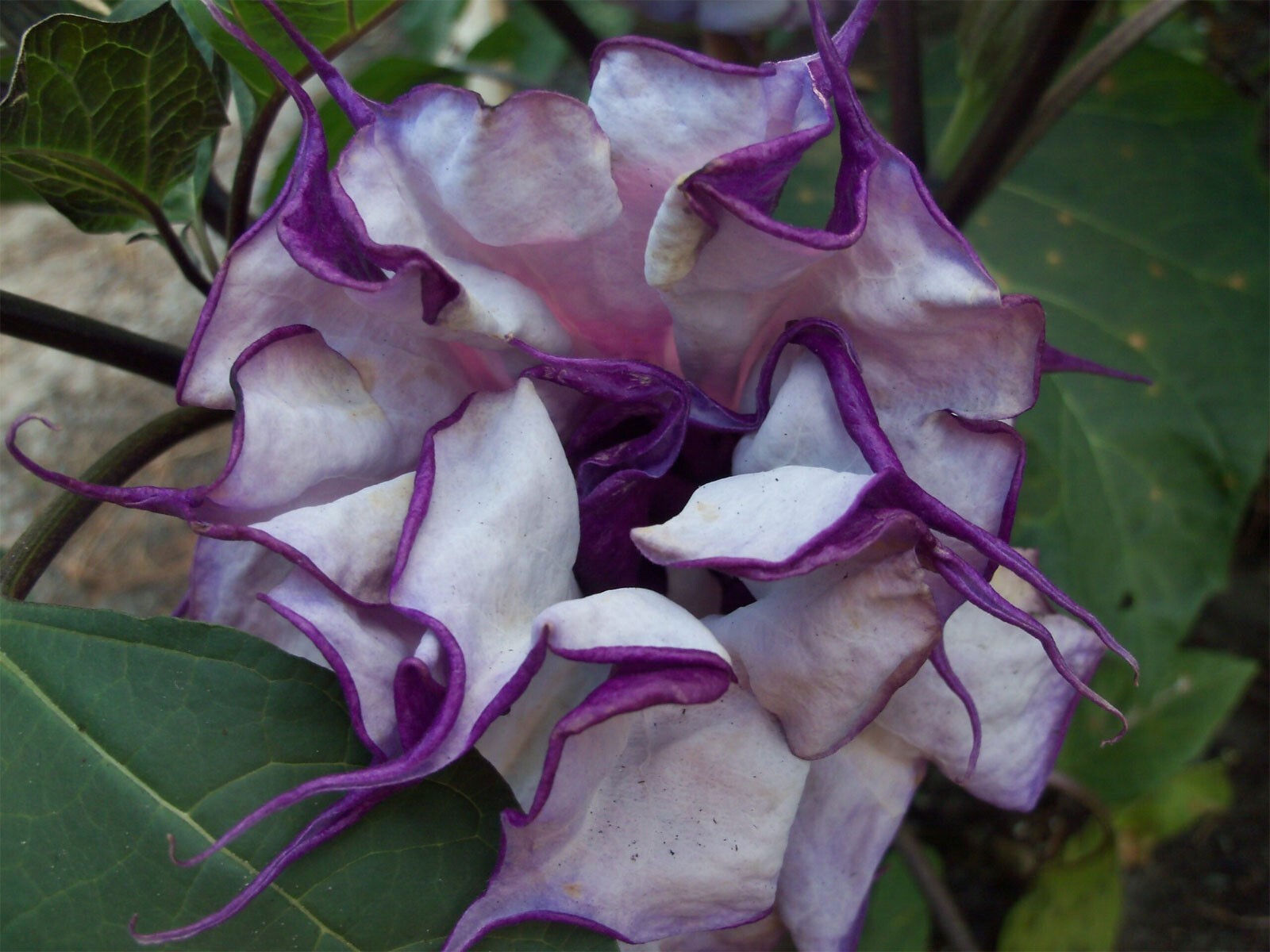 Datura metel Triple Purple | 20_Seeds
