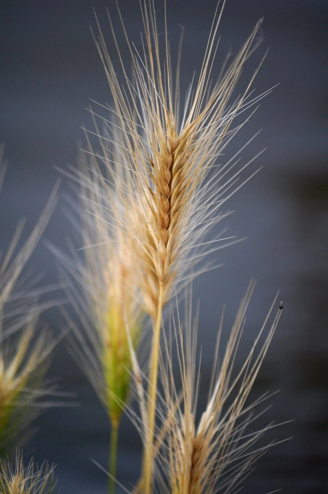 Hard Red Winter Wheat Seeds NON-GMO for planting sprouting fodder storage 5 Lbs