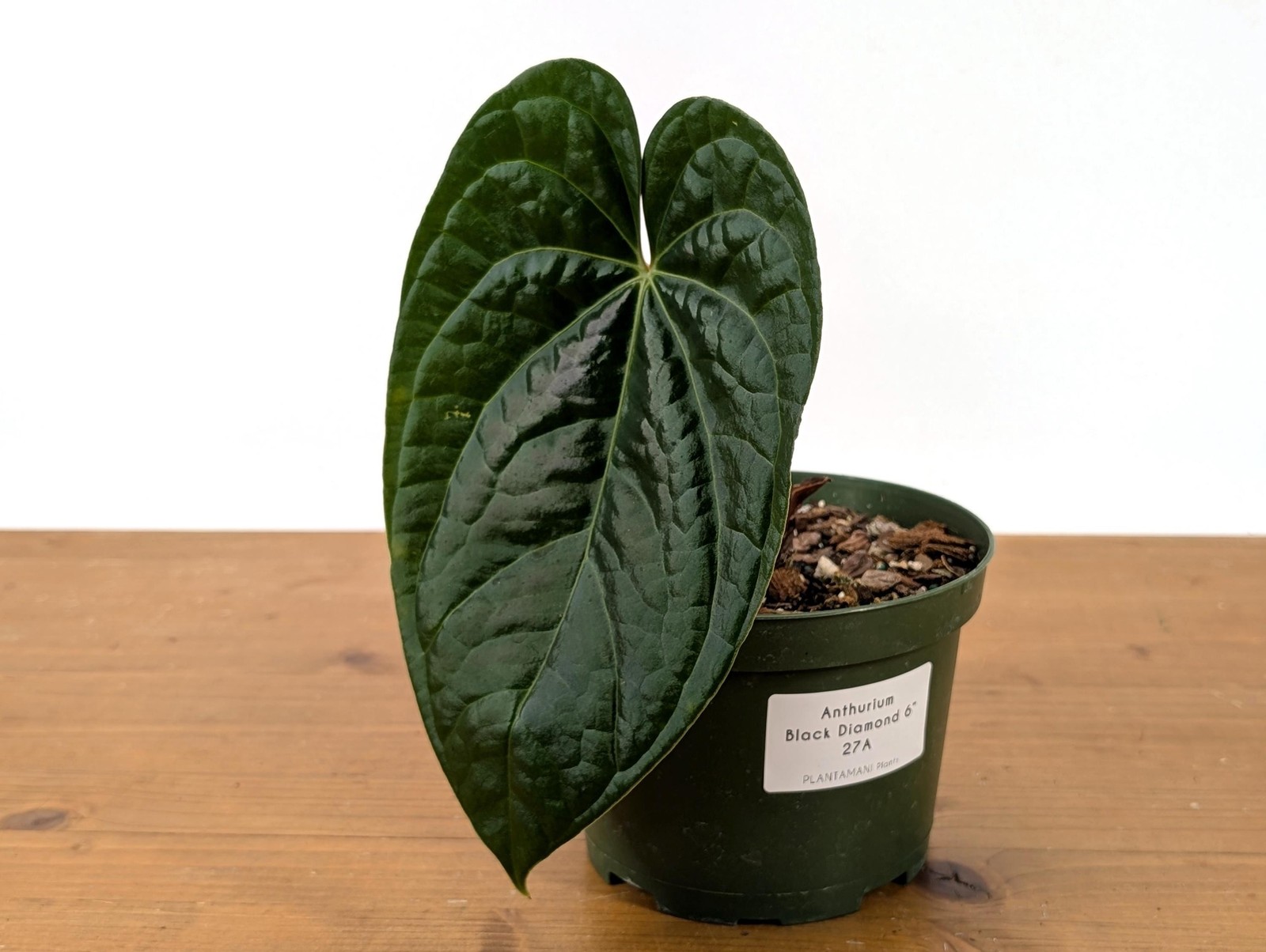 Anthurium Black Diamond