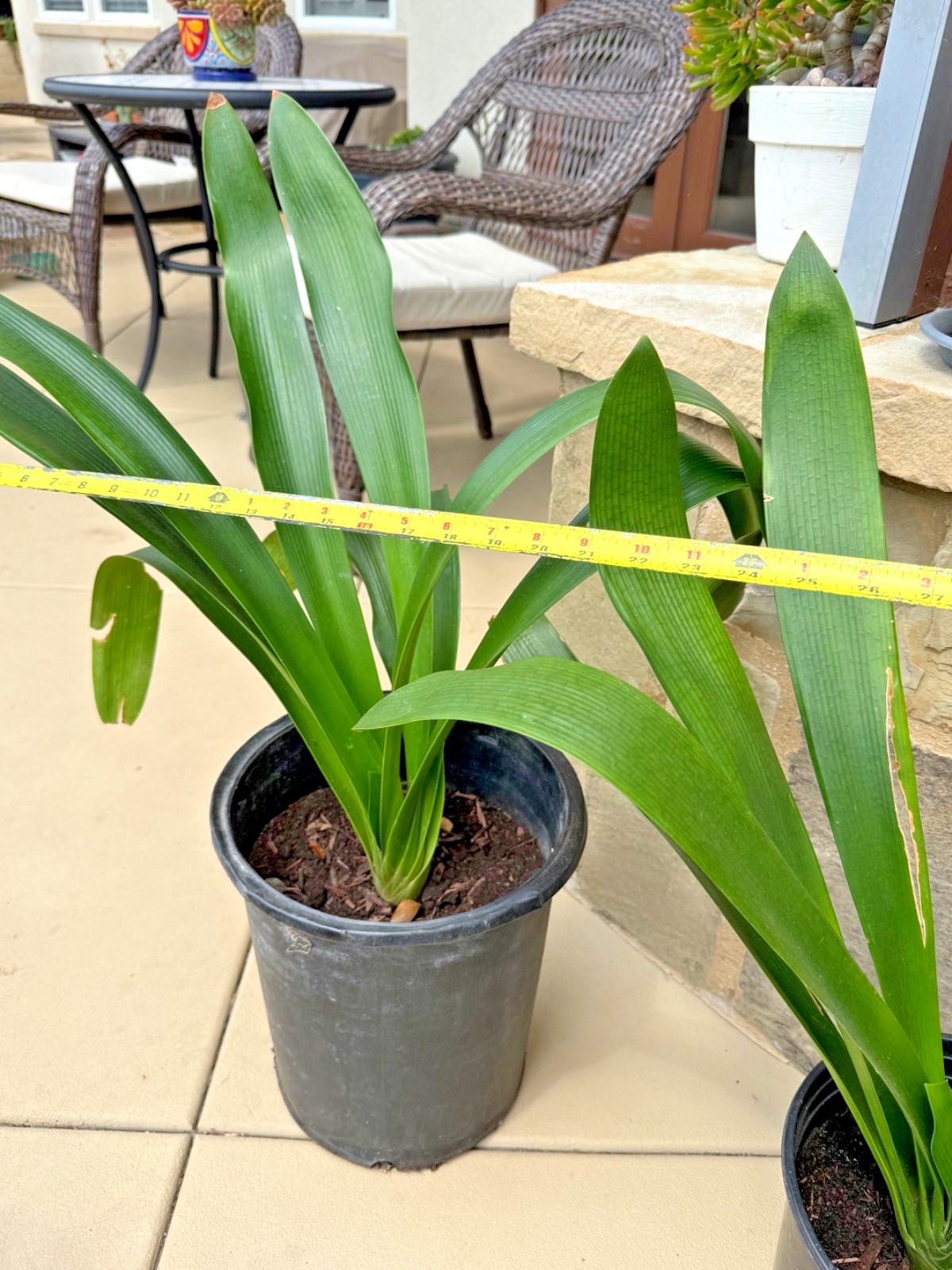 1 Large, Mature Yellow Clivia Miniata Bush Lily Plants, 10 -12 Leaves