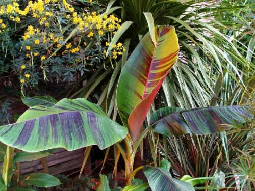 Musa sikkimensis | Manipur | 5 Seeds