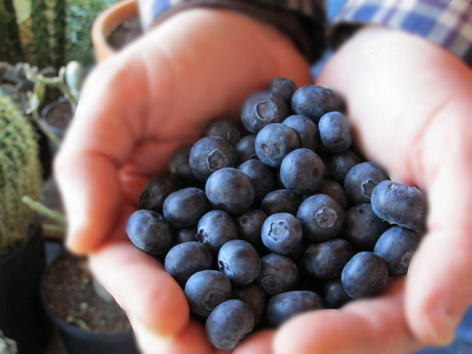 Blueberry Plant – BRIGHTWELL – 24 – 30″ Tall – In A Trade 1 Gallon Container