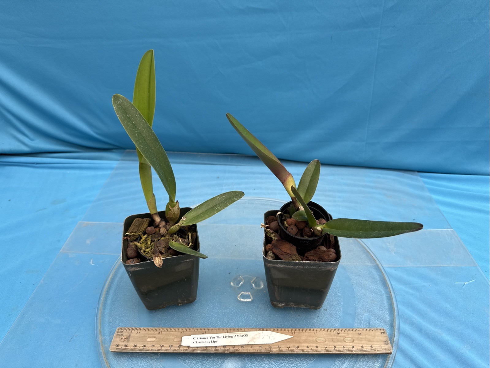 Cattleya trianae ‘For The Living’ AM X ‘Luscious Lips’ Orchid Eros Species 4” Pt