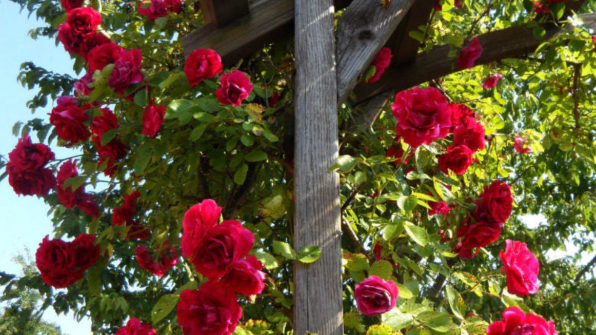 Crimson Glory Dark Velvety Red Climbing Rose Live Starter Plant 4-6″Tall No Pot