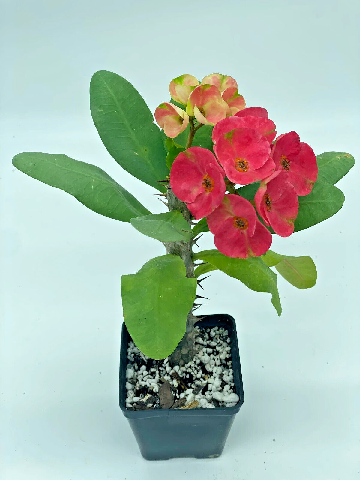 Crown Of Thorns Red Millionaire Korean Hybrid Euphorbia Milii Hybrid