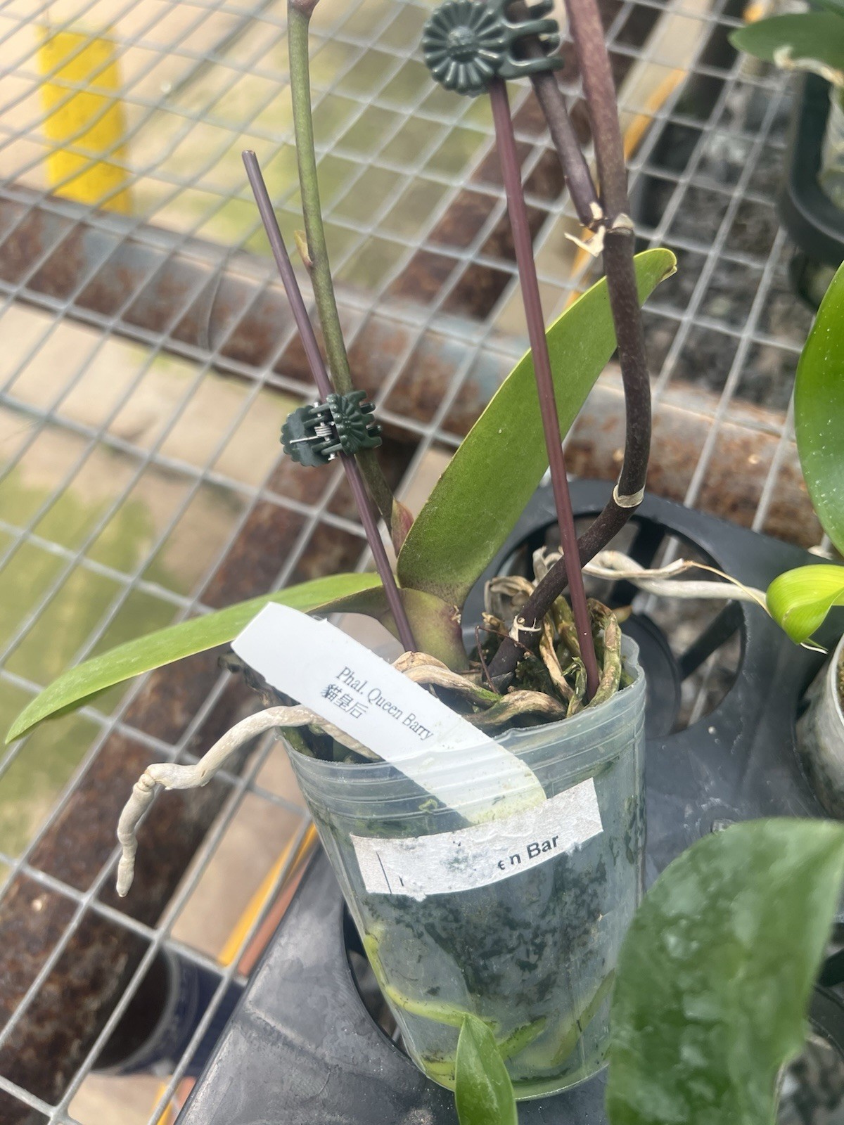 Phalaenopsis Queen Barry