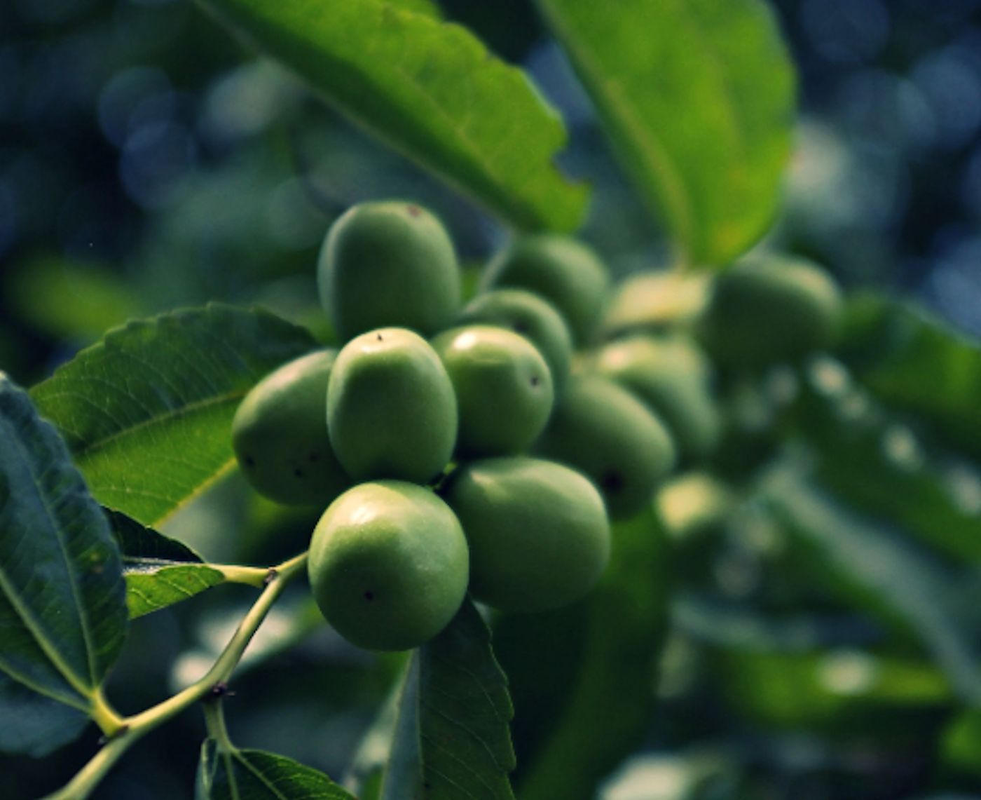 Ziziphus mauritiana Seeds – Indian Jujube Tree -RARE Tropical – zizyphus
