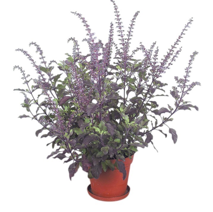 Holy Basil Plant Krishna Ocimum Sanctum Live Indoor Flowering 4-6″H In 4″ Pot
