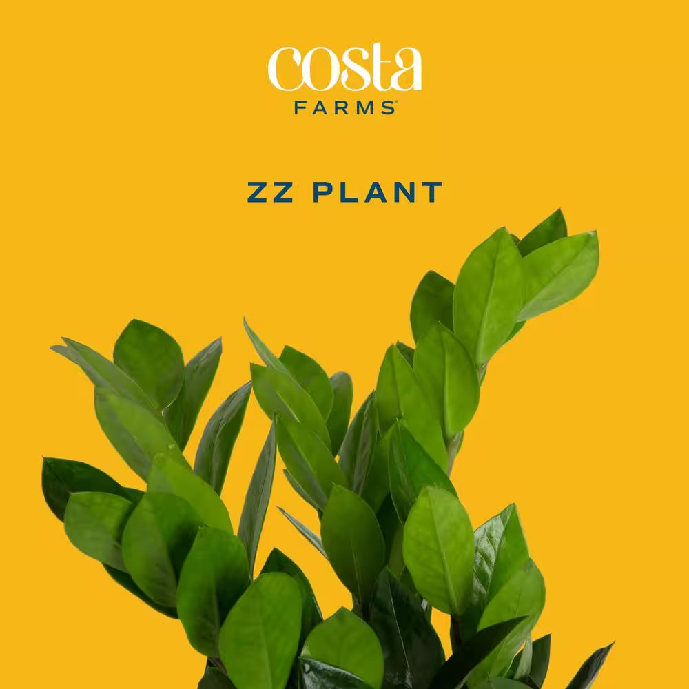 Zamioculas Zamiifolia Indoor ZZ Plant in 6 In. Grower Pot, Avg. Shipping Height