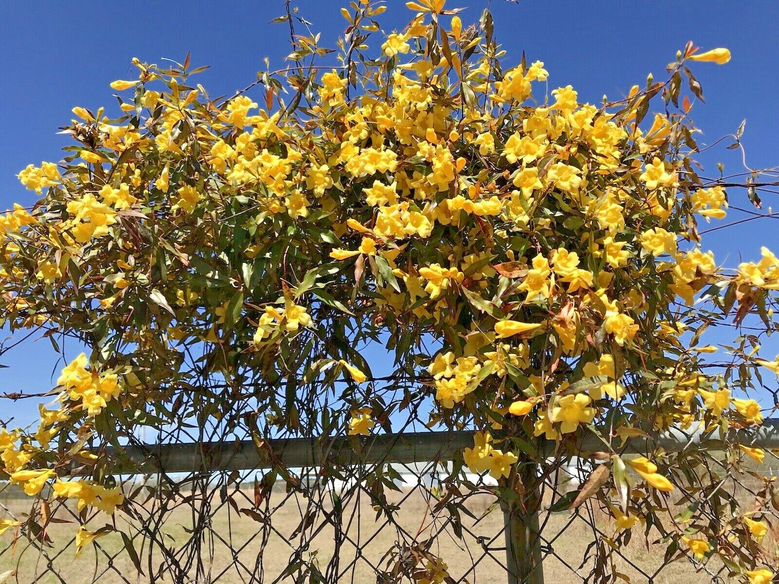 7 Carolina Jasmine Yellow Starter Climbing Hummingbird Vines Plant Bare Root
