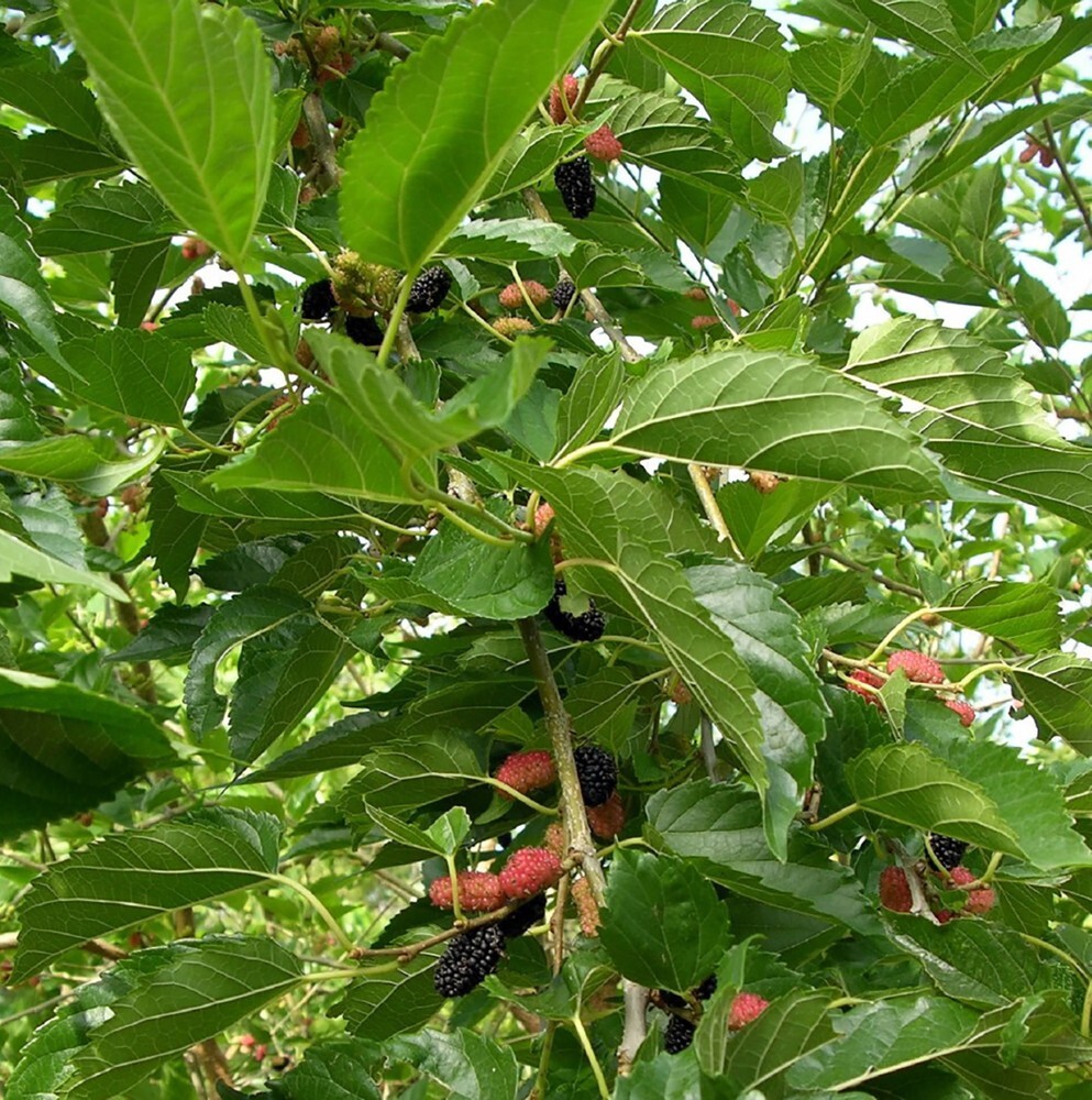 Dwarf Everbearing Mulberry Tree-STARTER PLANT- Morus nigra plant edible fruit