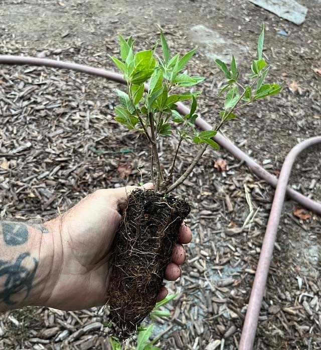 Vitex Chaste tree – Live Plants – Lilac Chasteberry