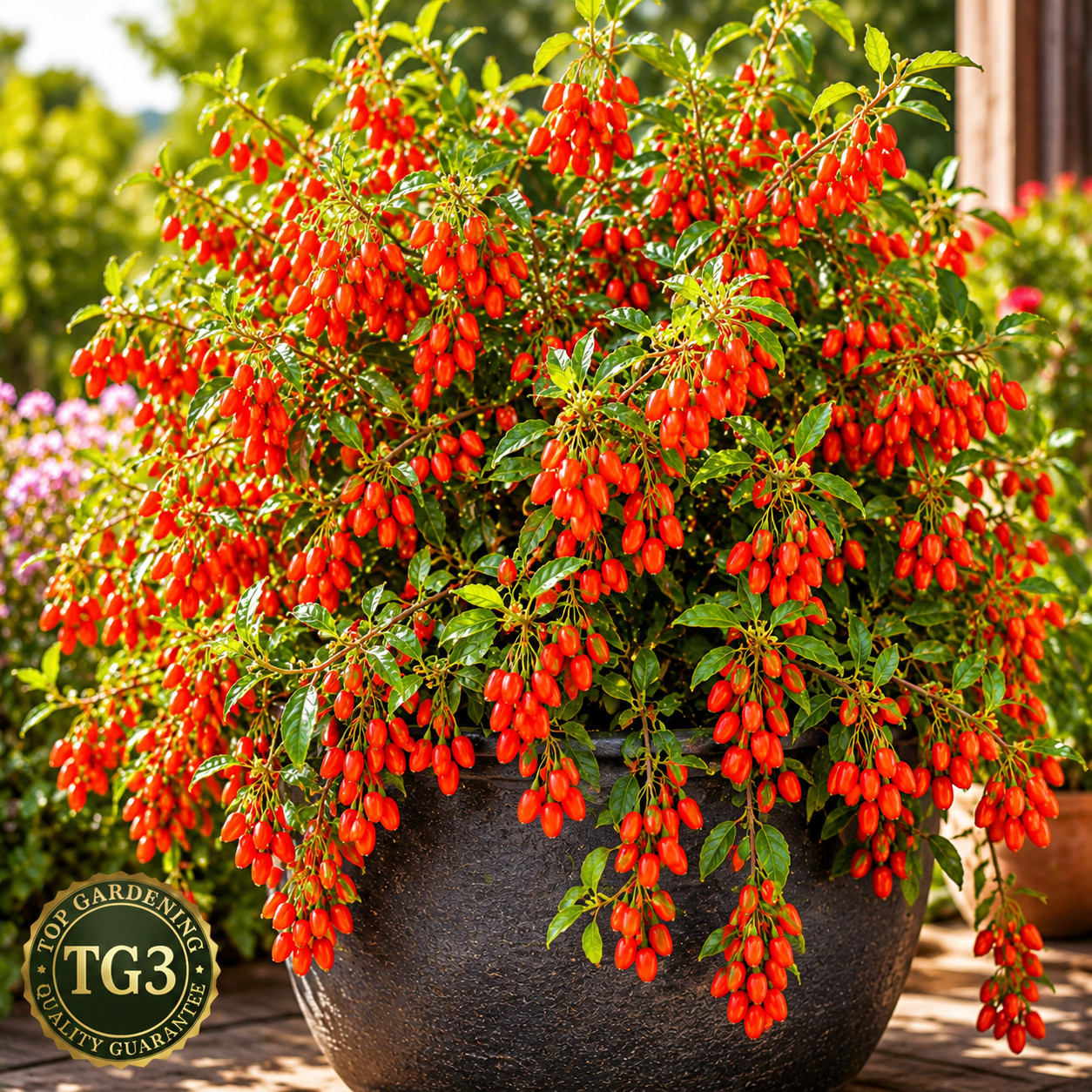 500+ GOJI BERRY SEEDS AUTUMN PERENNIAL NON-GMO CHINESE WOLFBERRY HARDY FRUIT USA
