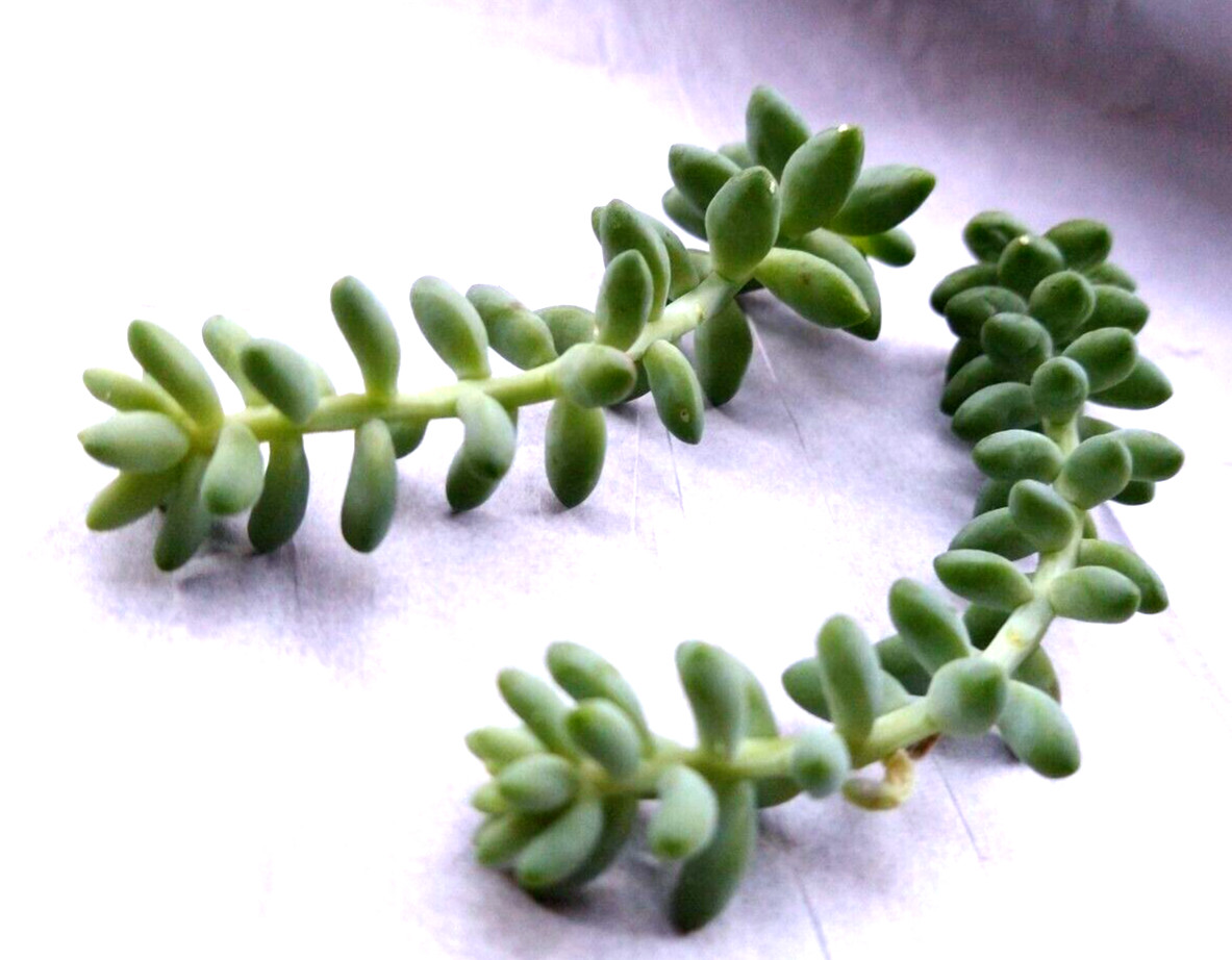 Lot= 8 Donkey’s / Burro’s tail succulent cuttings 3-4 ” from mature plants