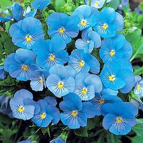 Viola cornuta Perfection Blue 2,000 seeds
