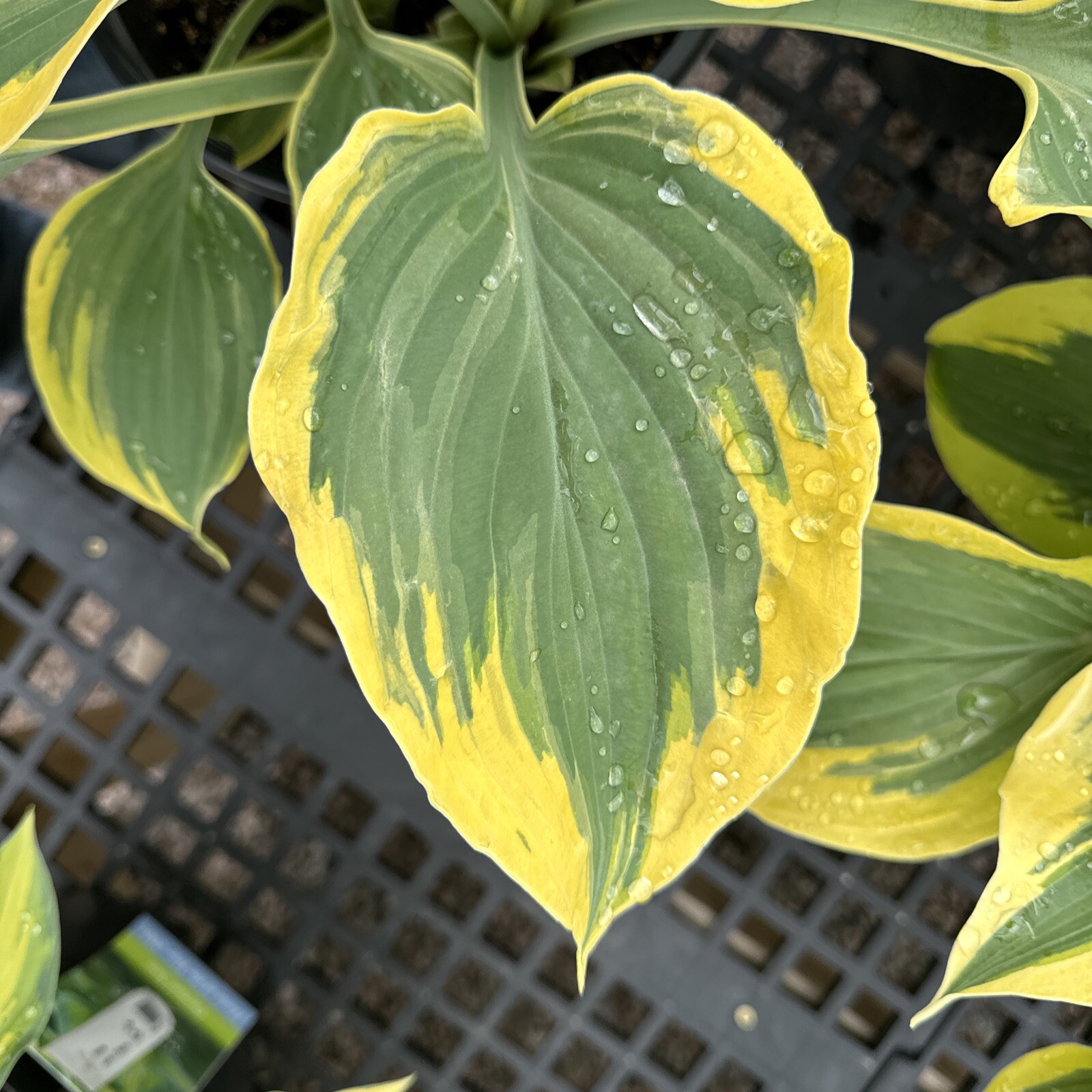 Liberty Hosta 2 Gal Potted Perennial Shade/Partial sun Large Established Plant