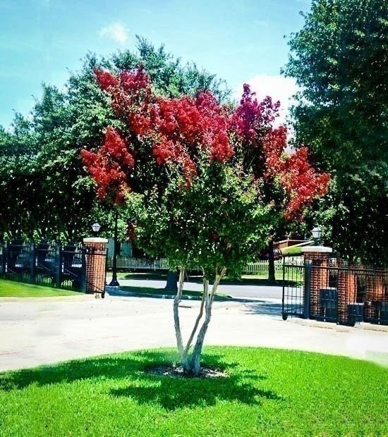 Crape Myrtle Dynamite Red | Extra Large 3 Gallon Plant | Vivid Red Blooms &…