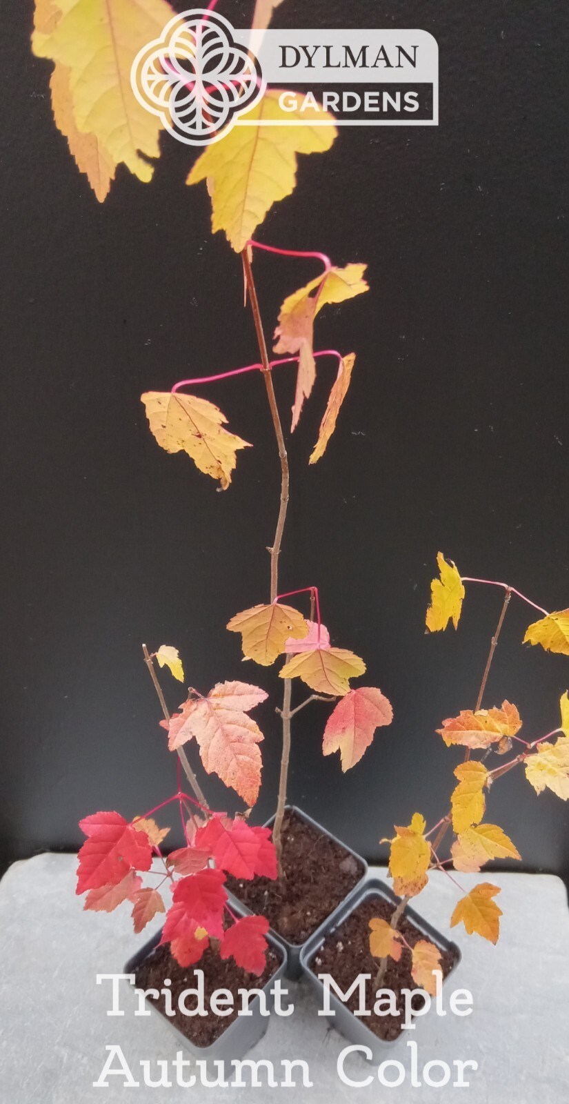 Trident Maple Tree (Acer buergerianum) – Bonsai – Live Plant – Multiple Sizes