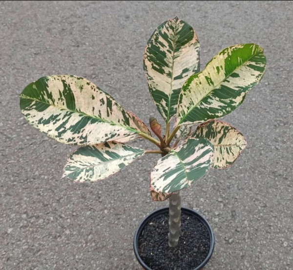 Red Blooming Variegated Leaf Plumeria rubra Frangipani Plant – ROOTED & GRAFTED