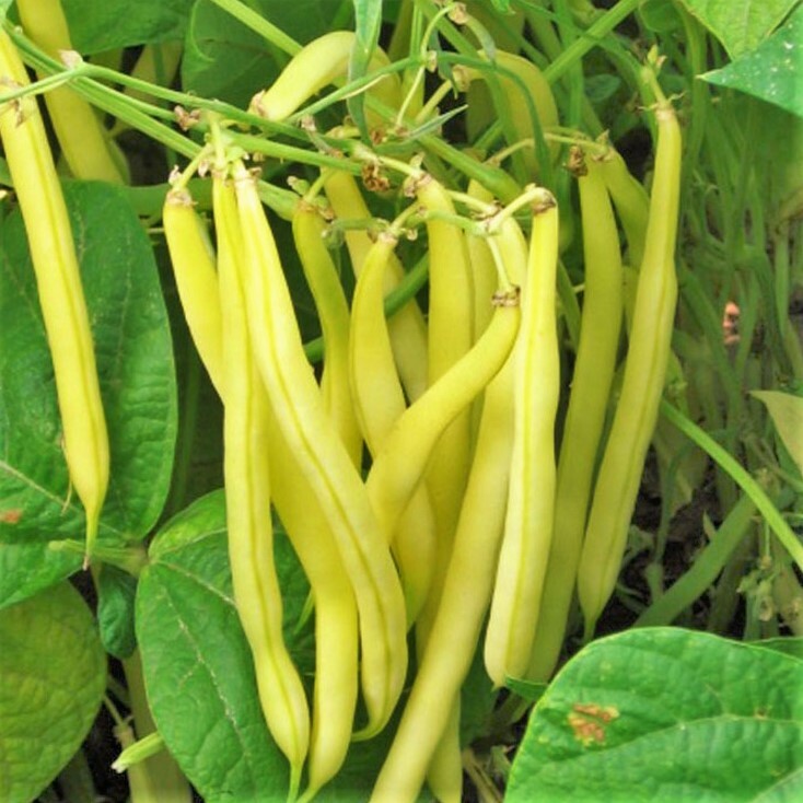 Kentucky Wonder Yellow Wax Bean Seeds (Pole Beans) | Butter Golden Seed For 2024