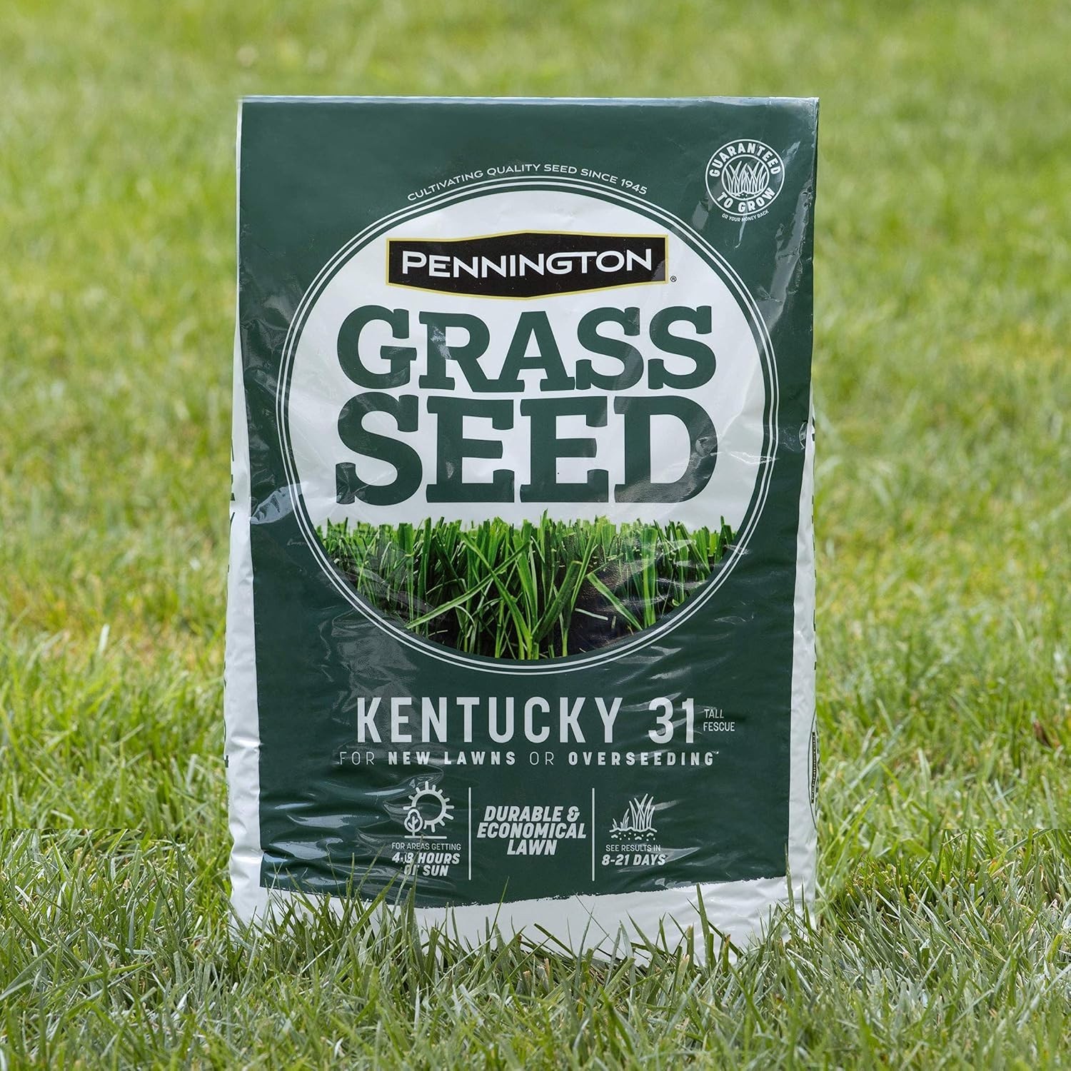 Fast Growing Fescue Grass Seeds – Thick & Drought-Resistant
