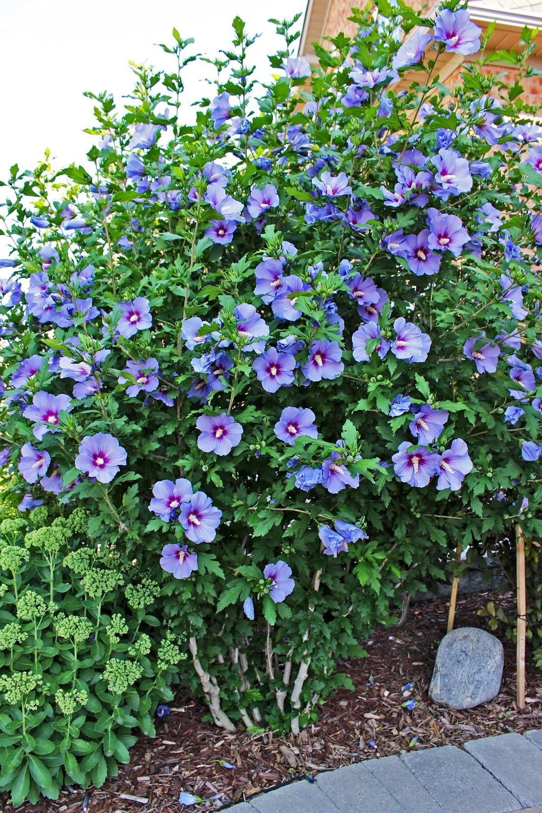 500+ Rose of Sharon (Hibiscus Syriacus) Flower Fresh Seeds . Mixed Colors
