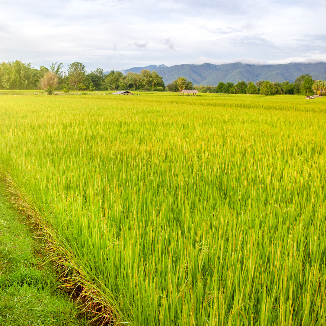 Fresh Yukimochi Rice Seeds | Short Grain | Heirloom Non-GMO | Grain Seeds