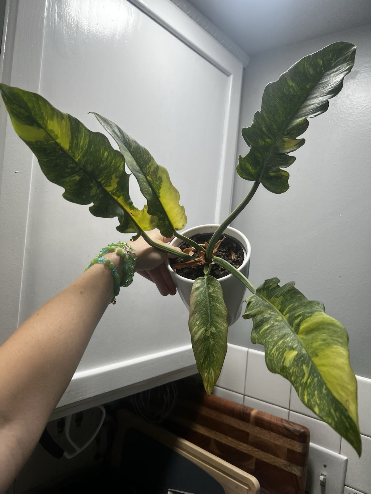 Philodendron Ring Of Fire 5” Pot Rare Exact Plant USA Seller Variegated Indoor