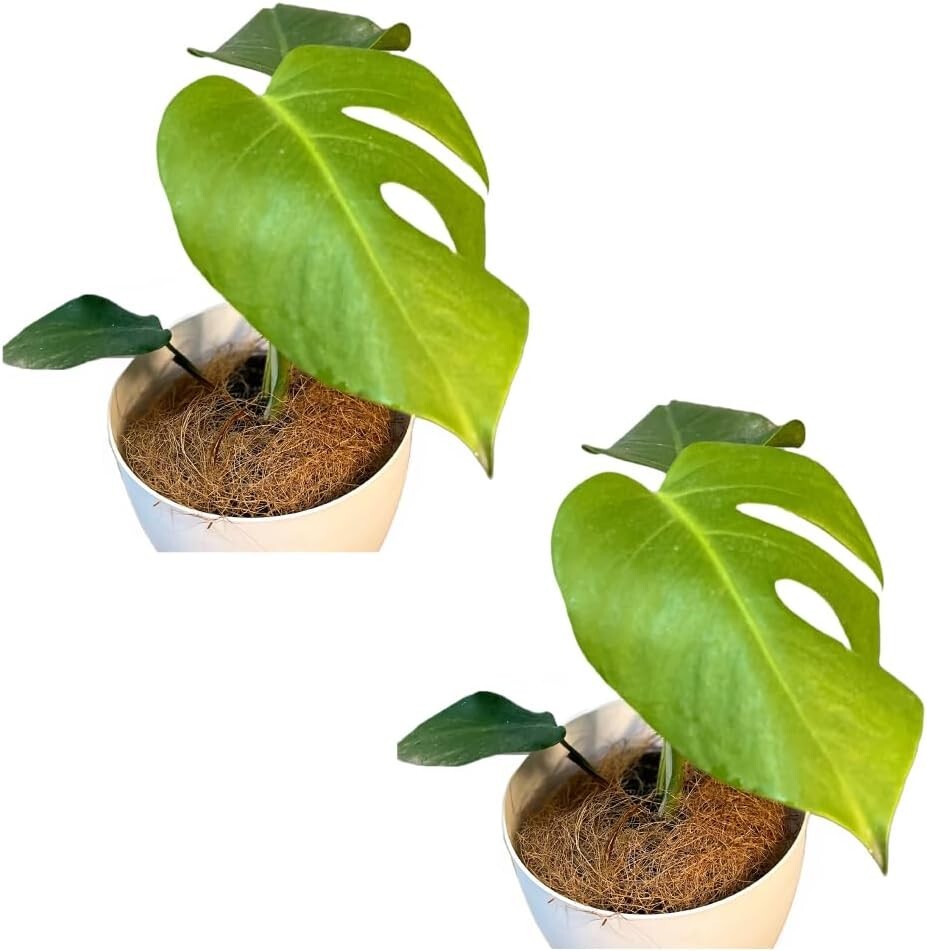 Monstera Deliciosa (2 Pack) by LEAL PLANTS ECUADOR | Swiss Cheese Live Plant