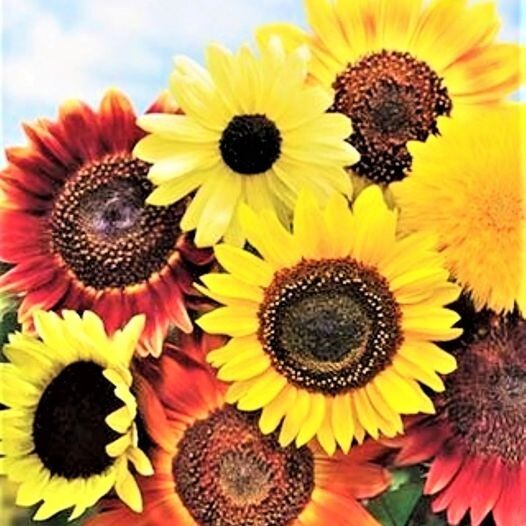 8 Species Mix Variety Pack Sunflower Seeds – 50pcs/pack