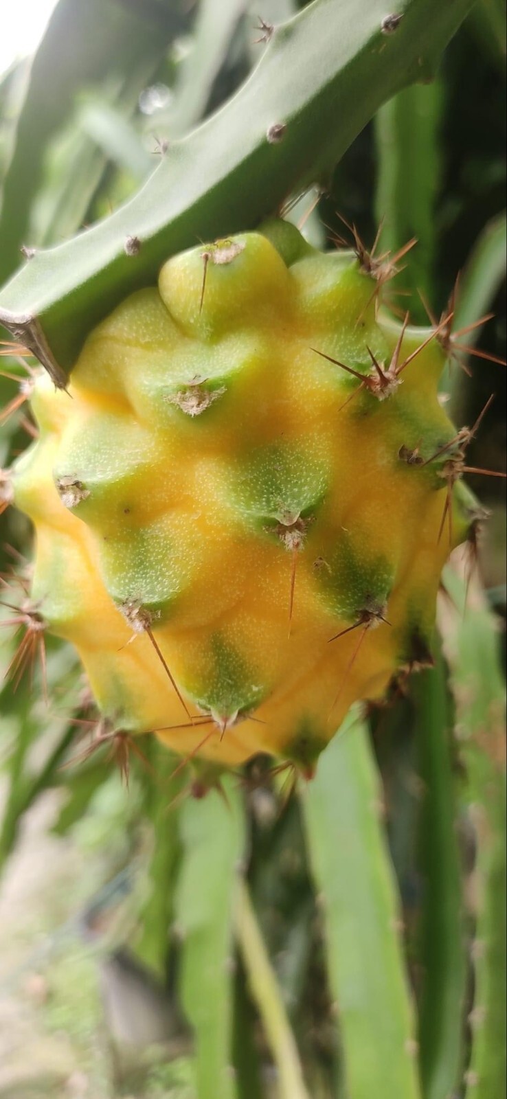 DRAGON FRUIT CUTTINGS – MULTIPLE VARIETIES 8-12 inches