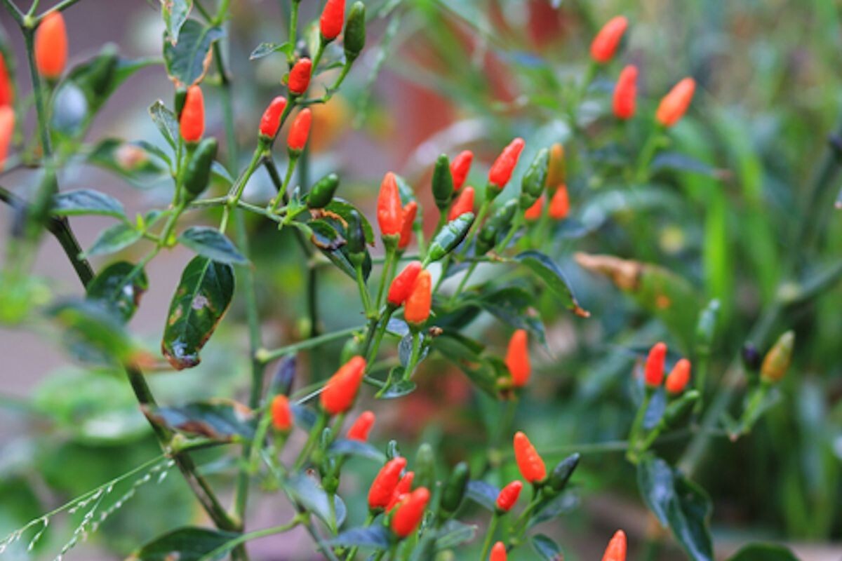 Vegetable Seeds -Hot Pequin Heirloom Chile Pepper -20 Seeds