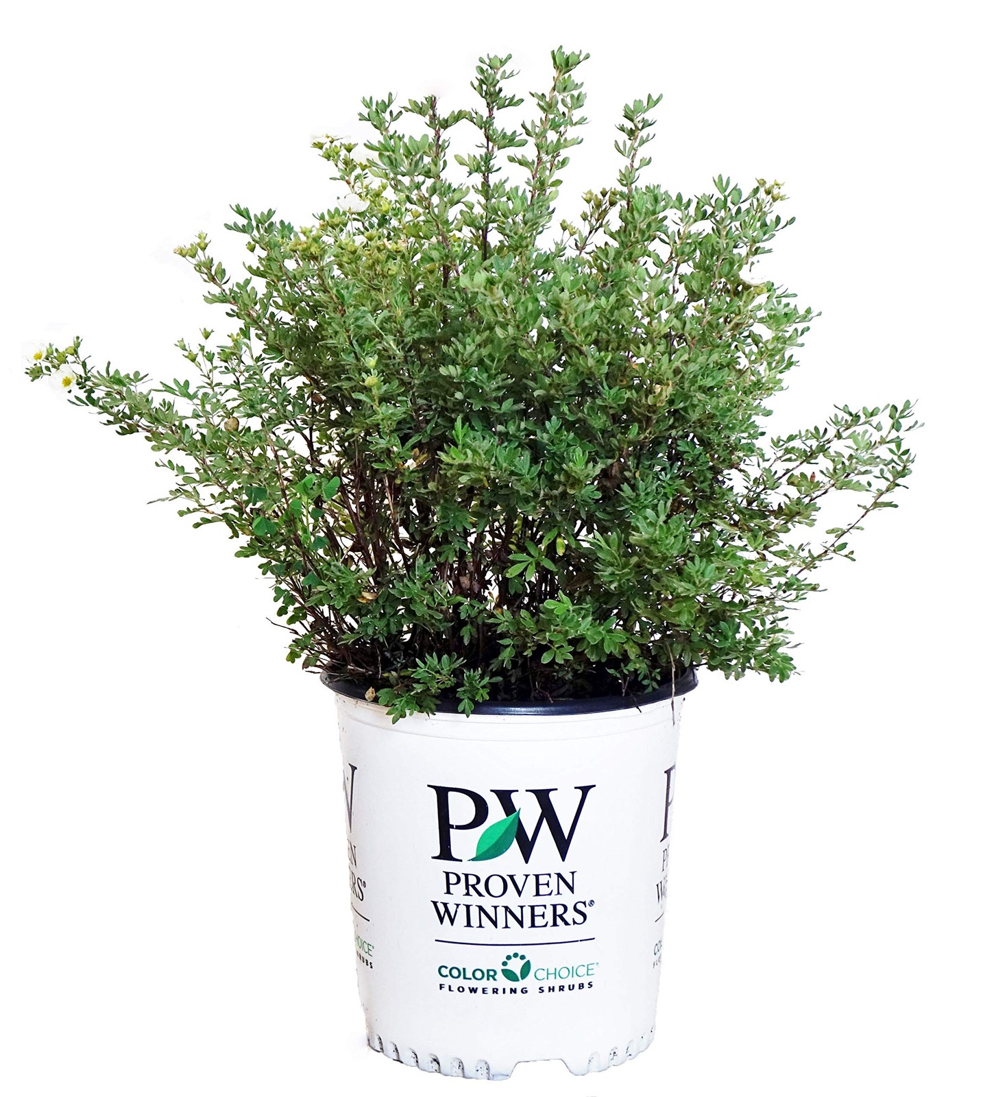 Green Promise Farms Proven Winners – Potentilla Frut. Happy Face White