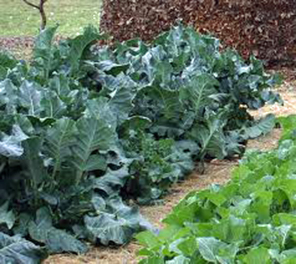 COLLARD GREENS, VATES, HEIRLOOM, 50+ SEEDS, GREAT FOR SALADS, COOKING