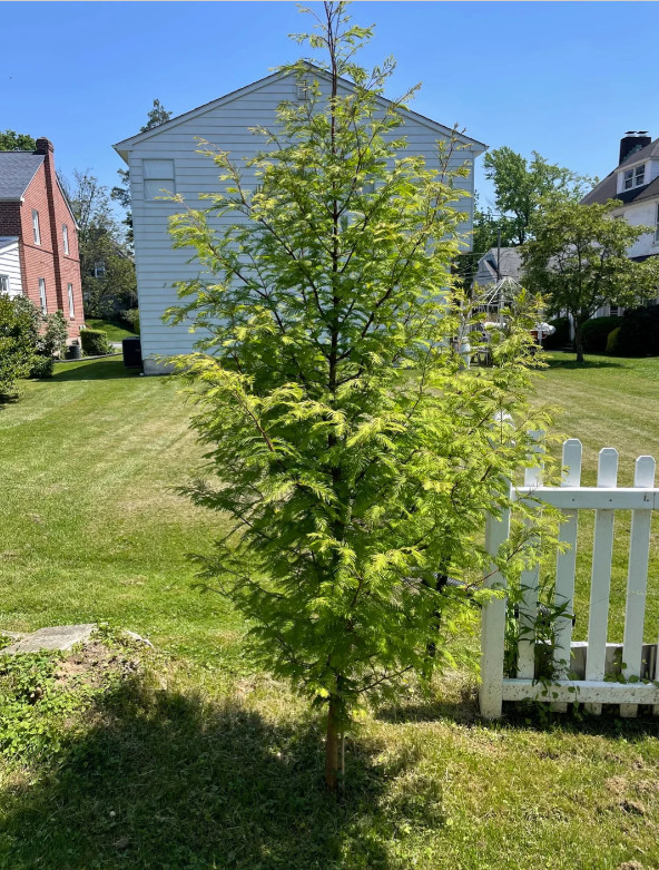 Live Dawn Redwood Plant, 8–12″ Tall, Quart Pot, No Ship AK, HI, or PR