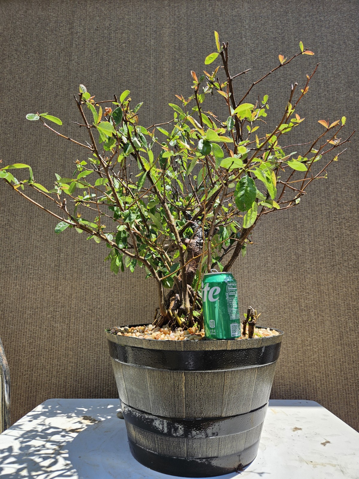 Old Japanese Flowering Quince ( Toyo- Nishiki -Quince ) Bonsai Tree,,, SALE