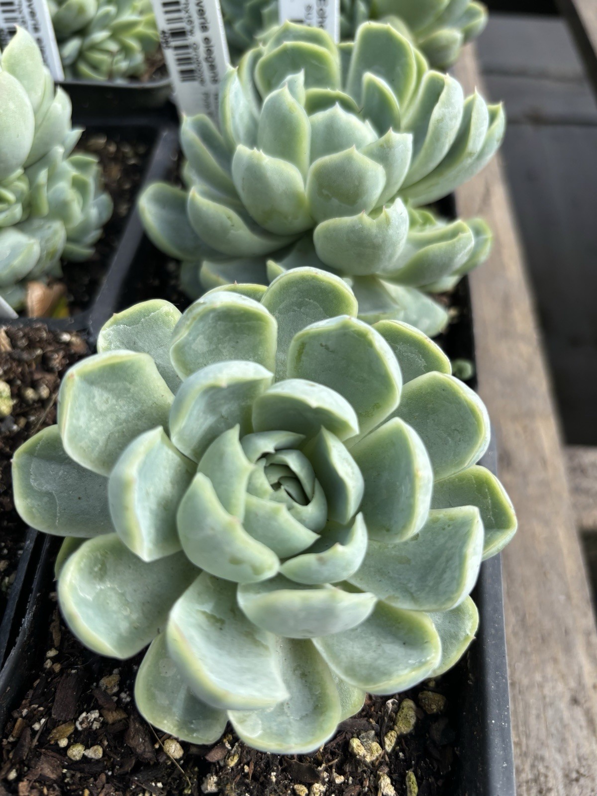 Live Succulent Plant Echeveria ‘Elegans’ – 4” Grow Pot – Ships Bare Root
