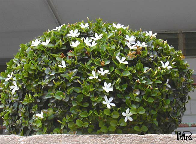 Natal Plum, Carissa macrocarpa, (Carissa grandiflora), Shrub Seeds (Fast Edible)
