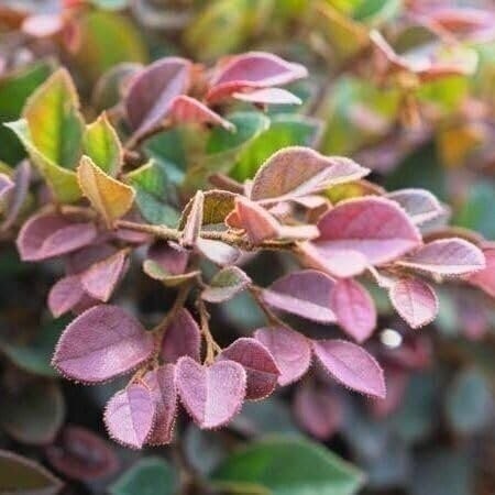 Loropetalum Ruby Compact | 2 Inch | Loropetalum chinense | Low Maintenance Plant