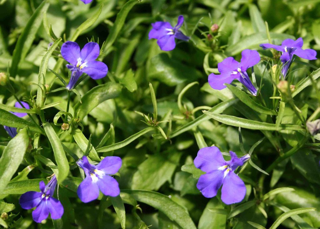 50 Multi Pelleted Seeds Lobelia Seeds Riviera Marine Blue Flower Seeds