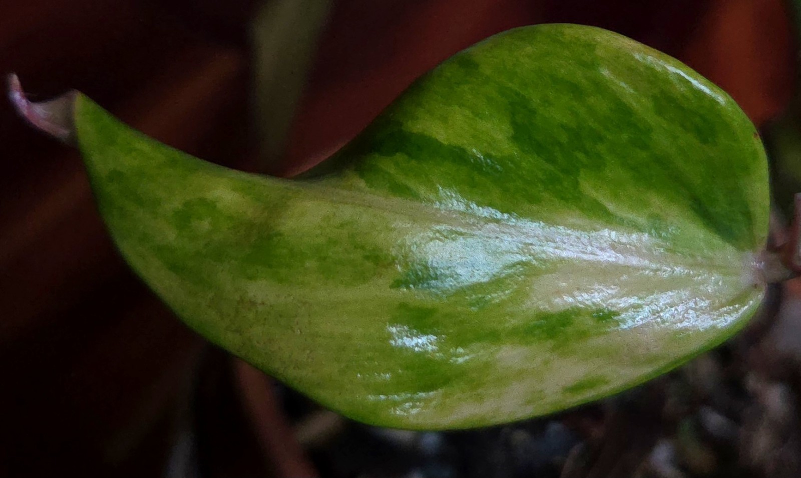 Rare Philodendron Variegated Golden Erubescens 18″ Tall Not Monstera Anthurium