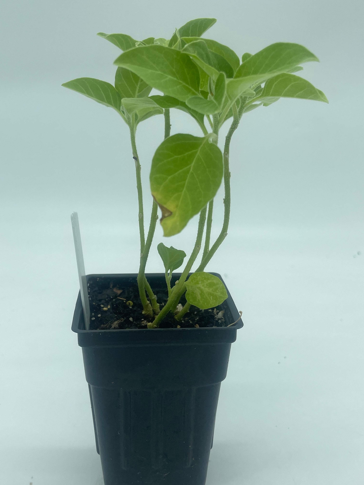 African Ashwagandha Starter Plant – Withania Somnifera