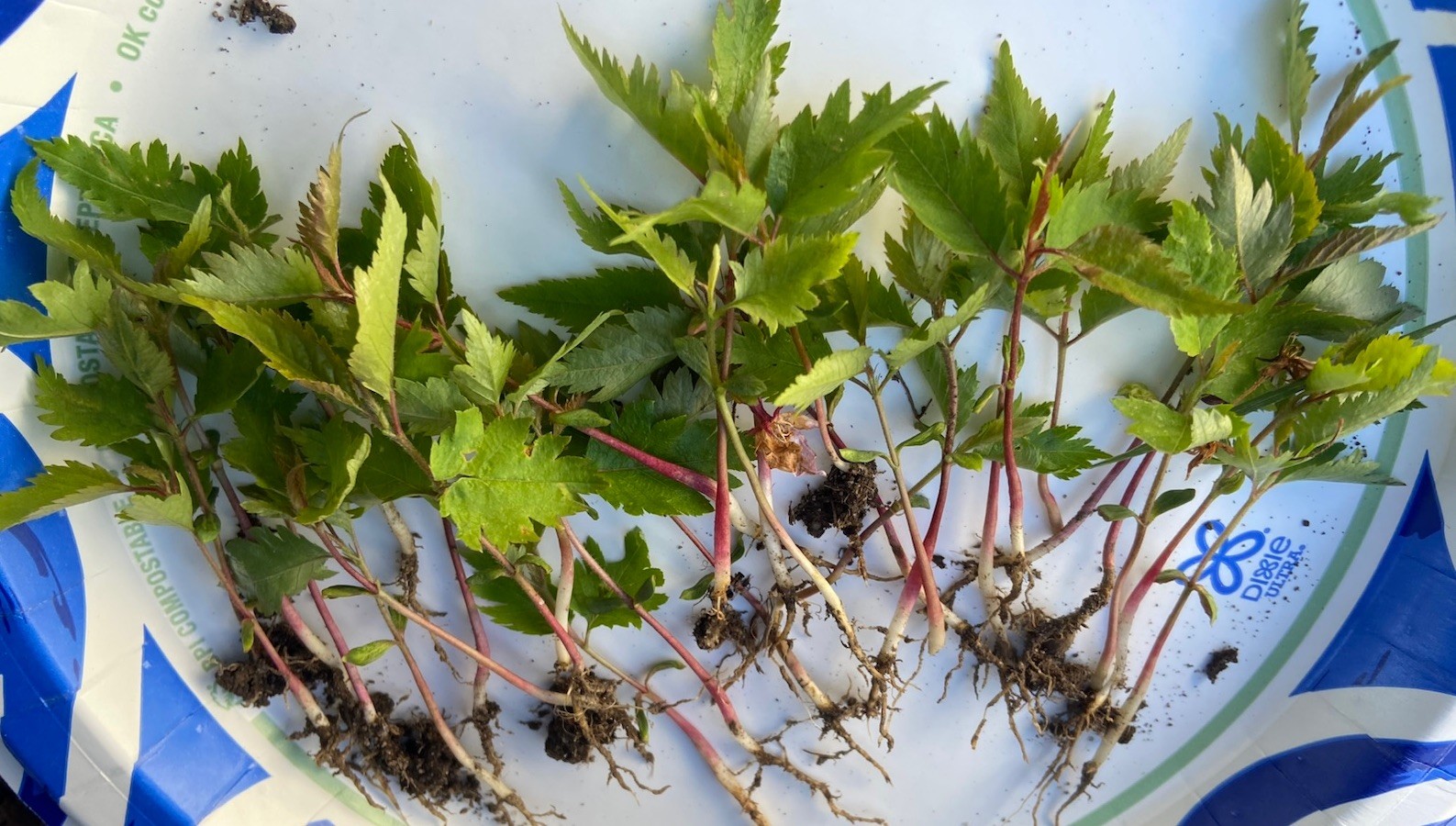 PINK Japanese Weeping Cherry Tree Rooted Plant Hardy LIVE PLANT 6 -8 inches Tall